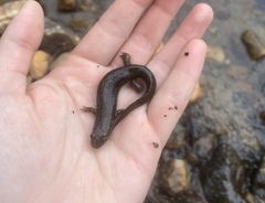 Desmognathus kanawha