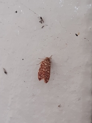 Syringoseca rhodoxantha