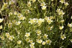 Saxifraga aspera