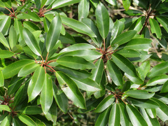 Daphniphyllum macropodum