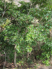 Daphniphyllum macropodum