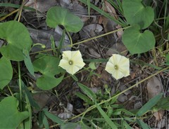Ipomoea obscura obscura