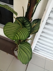 Goeppertia orbifolia