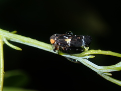 Eurymeloides punctata