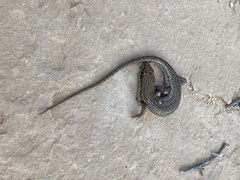 Trachylepis brevicollis