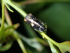 Eurymeloides punctata