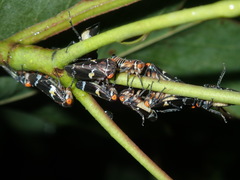 Eurymeloides punctata