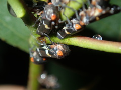 Eurymeloides punctata