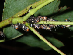 Eurymeloides punctata
