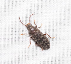 Ulodidae