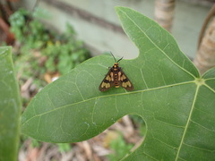 Eressa geographica