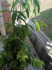 Dracaena surculosa