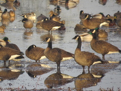 Branta canadensis occidentalis