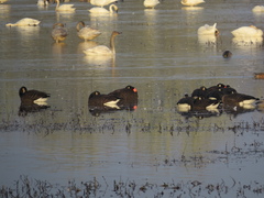 Branta canadensis occidentalis