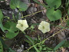 Ipomoea obscura obscura