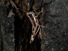 Macrotona securiformis