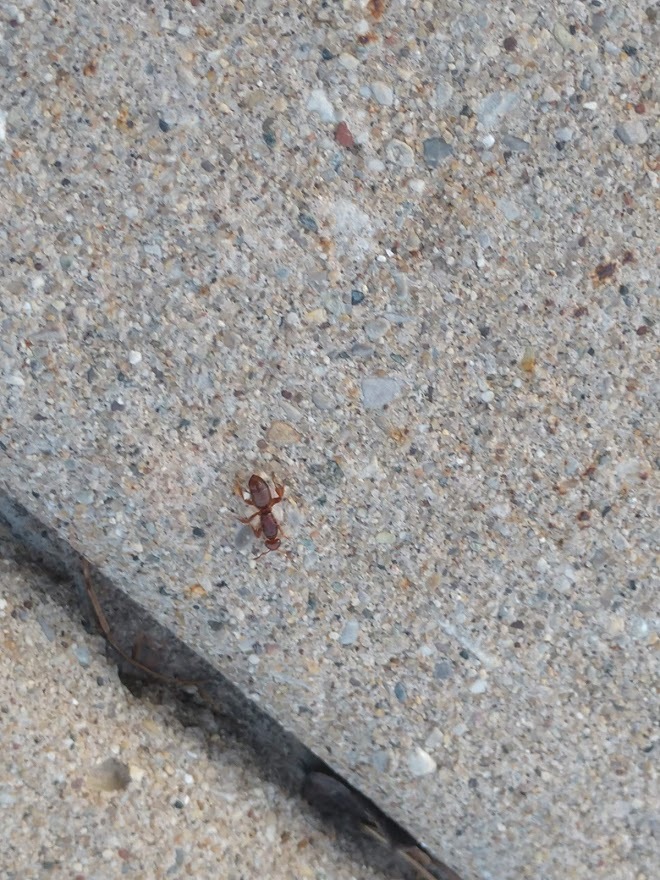 Lasius claviger × latipes