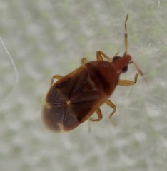 Cardiastethus fasciiventris