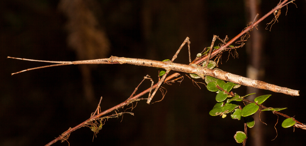 Tepakiphasma ngatikuri