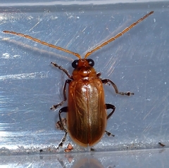 Aulacophora coffeae
