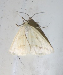 Lychnosea intermicata