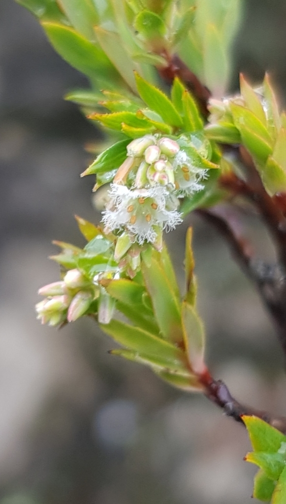Leucopogon rodwayi