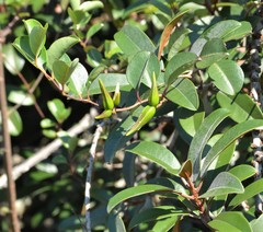 Cryptolepis cryptolepioides