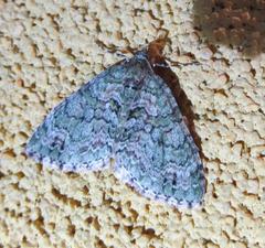 Hammaptera parinotata