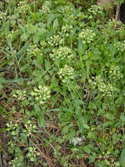 Noccaea perfoliata