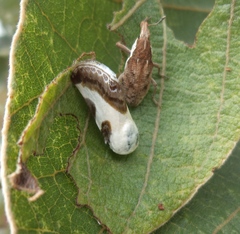 Acontia