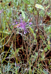 Allium carinatum pulchellum