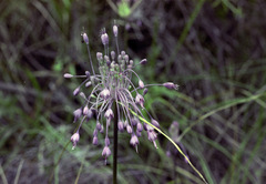 Allium carinatum pulchellum