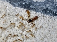 Pheidole micula