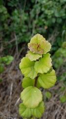 Ribes viburnifolium