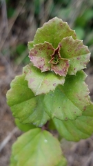 Ribes viburnifolium