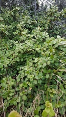 Ribes viburnifolium