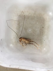 Hemiandrus