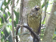 Ailuroedus maculosus