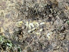 Temnothorax schaumii