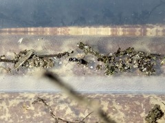 Temnothorax schaumii