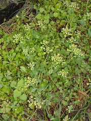 Noccaea perfoliata
