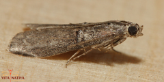Acrobasis obliqua