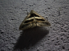 Grammodes geometrica