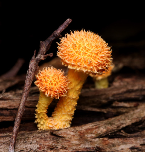 Golden-scruffy Collybia
