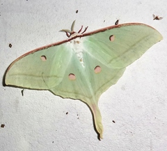 Actias selene