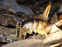 Penalva flavocalceata