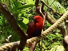 Eclectus roratus