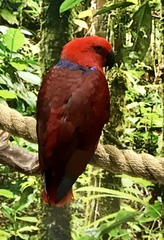 Eclectus roratus