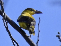 Oriolus chinensis