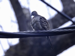 Geopelia striata